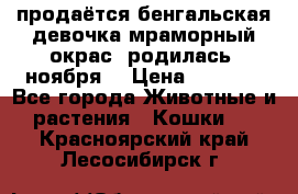 продаётся бенгальская девочка(мраморный окрас).родилась 5ноября, › Цена ­ 8 000 - Все города Животные и растения » Кошки   . Красноярский край,Лесосибирск г.